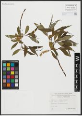 Foto von Salix alba L. x Salix fragilis L.